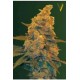 AUTO BLOW DREAM* VICTORY SEEDS 3 SEMI FEM