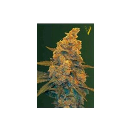 AUTO BLOW DREAM* VICTORY SEEDS 3 SEMI FEM