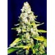 SKUNK SPECIAL * FEMALE SEEDS 10 SEMI FEM