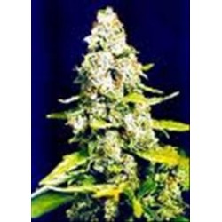 SKUNK SPECIAL * FEMALE SEEDS 10 SEMI FEM