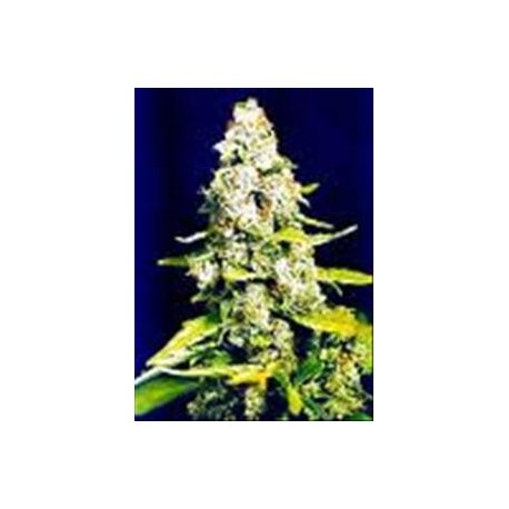 SKUNK SPECIAL * FEMALE SEEDS 10 SEMI FEM