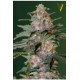 AUTO CARAMELINO* VICTORY SEEDS 3 SEMI FEM