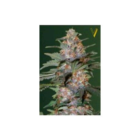 AUTO CARAMELINO* VICTORY SEEDS 3 SEMI FEM