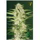 AUTO PARMESAN * VICTORY SEEDS 3 SEMI FEM