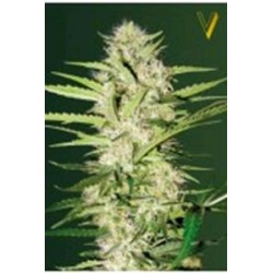 AUTO PARMESAN * VICTORY SEEDS 3 SEMI FEM