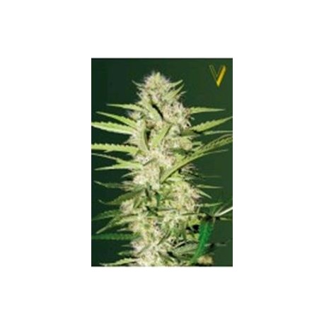 AUTO PARMESAN * VICTORY SEEDS 3 SEMI FEM