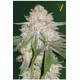 AUTO CHOCODOPE* VICTORY SEEDS 3 SEMI FEM