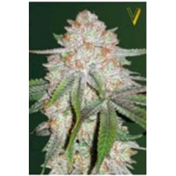 AUTO CHOCODOPE* VICTORY SEEDS 3 SEMI FEM