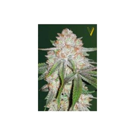 AUTO CHOCODOPE* VICTORY SEEDS 3 SEMI FEM