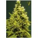 WHITE WIDOW* VICTORY SEEDS 3 SEMI FEM