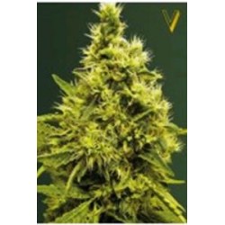 WHITE WIDOW* VICTORY SEEDS 3 SEMI FEM