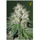 AUTO OG KUSH* VICTORY SEEDS 3 SEMI FEM