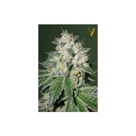 AUTO OG KUSH* VICTORY SEEDS 3 SEMI FEM