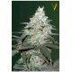 AUTO ORIGINAL BERRY* VICTORY SEEDS 3 SEMI FEM