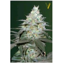 AUTO ORIGINAL BERRY* VICTORY SEEDS 3 SEMI FEM