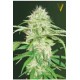 AUTO SUPER MAZAR* VICTORY SEEDS 3 SEMI FEM