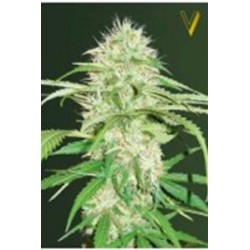 AUTO SUPER MAZAR* VICTORY SEEDS 3 SEMI FEM