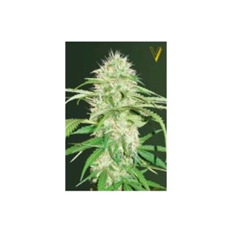 AUTO SUPER MAZAR* VICTORY SEEDS 3 SEMI FEM