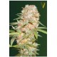 AUTO SUPER EXTRA SKUNK* VICTORY SEEDS 3 SEMI FEM