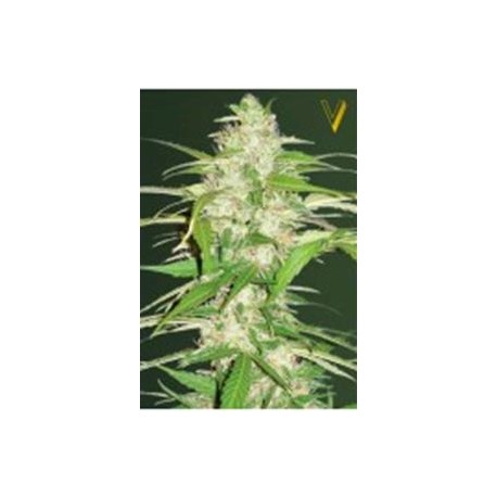 AUTO ULTRA POWER PLANT* VICTORY SEEDS 3 SEMI FEM