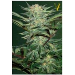 AUTO WHITE WIDOW* VICTORY SEEDS 3 SEMI FEM