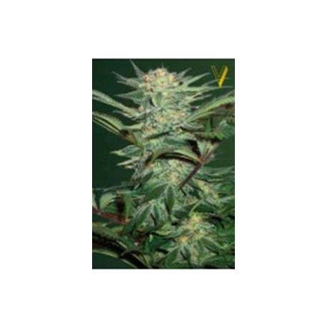 AUTO WHITE WIDOW* VICTORY SEEDS 3 SEMI FEM