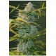 AUTO HEAVEN* VICTORY SEEDS 5 SEMI FEM