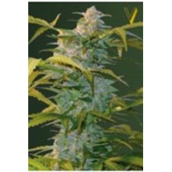 AUTO HEAVEN* VICTORY SEEDS 5 SEMI FEM