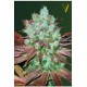 AUTO NHL DIESEL* VICTORY SEEDS 5 SEMI FEM