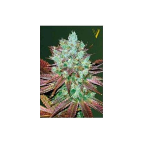 AUTO NHL DIESEL* VICTORY SEEDS 5 SEMI FEM