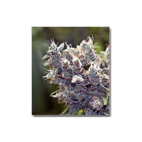 BUBBLE GUMMER * FEMALE SEEDS 4 SEMI FEM