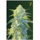 AUTO NORTHERN LIGHT* VICTORY SEEDS 10 SEMI FEM