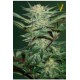 AUTO WHITE WIDOW* VICTORY SEEDS 10 SEMI FEM