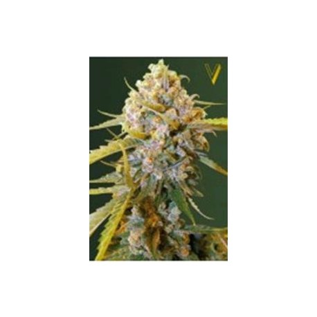 BIGGEST BUD* VICTORY SEEDS 3 SEMI FEM