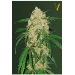 BUBBLEGUM + PRO* VICTORY SEEDS 3 SEMI FEM