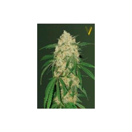 BUBBLEGUM + PRO* VICTORY SEEDS 3 SEMI FEM