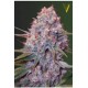 CARAMELINO* VICTORY SEEDS 3 SEMI FEM