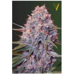 CARAMELINO* VICTORY SEEDS 3 SEMI FEM