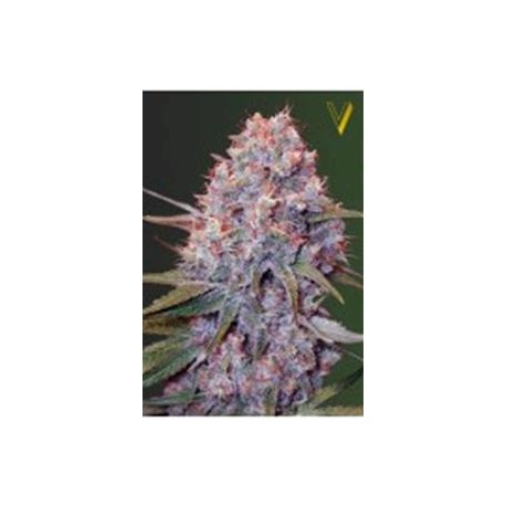 CARAMELINO* VICTORY SEEDS 3 SEMI FEM