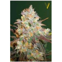 CHOCODOPE* VICTORY SEEDS 3 SEMI FEM