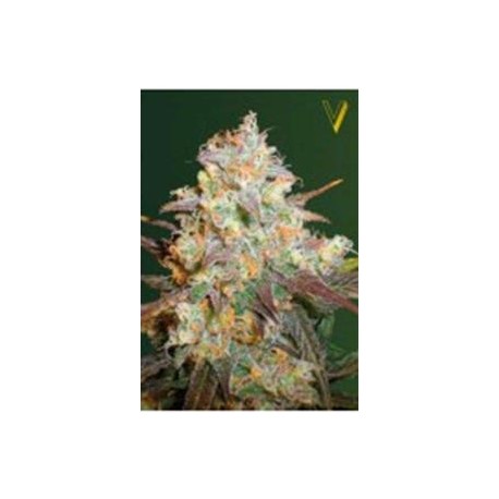 CHOCODOPE* VICTORY SEEDS 3 SEMI FEM