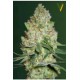 CHRONIC MONSTER XXL* VICTORY SEEDS 3 SEMI FEM