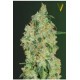 GREEN WILD SHARK* VICTORY SEEDS 3 SEMI FEM