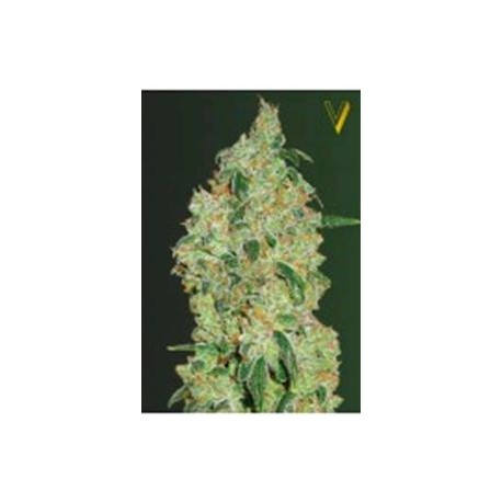 GREEN WILD SHARK* VICTORY SEEDS 3 SEMI FEM