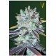 ORIGINAL BERRY* VICTORY SEEDS 3 SEMI FEM