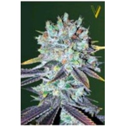 ORIGINAL BERRY* VICTORY SEEDS 3 SEMI FEM