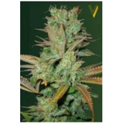 SEEMANGO* VICTORY SEEDS 3 SEMI FEM