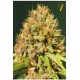 SUPER MAZAR* VICTORY SEEDS 3 SEMI FEM