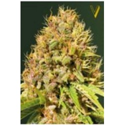 SUPER MAZAR* VICTORY SEEDS 3 SEMI FEM