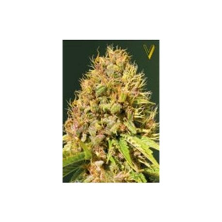 SUPER MAZAR* VICTORY SEEDS 3 SEMI FEM